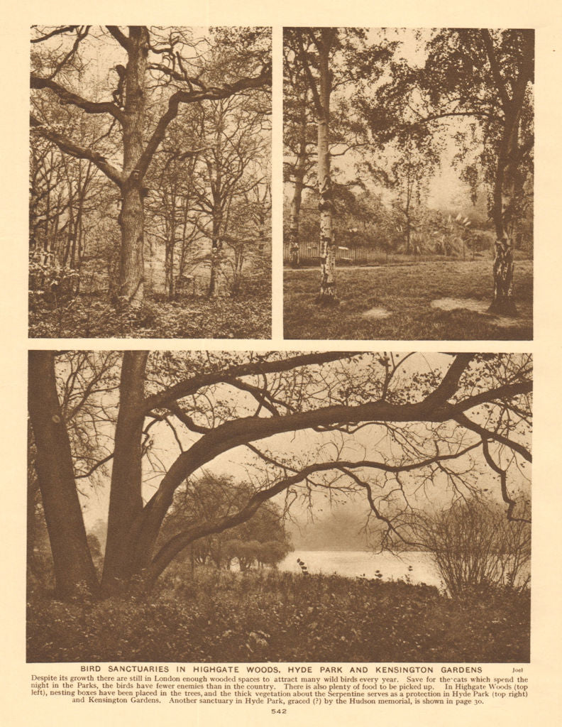 Bird sanctuaries in Highgate Woods, Hyde Park & Kensington Gardens 1926 print